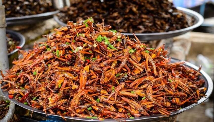 Cào cào chiên là đặc sản vùng Bắc Tây Nguyên