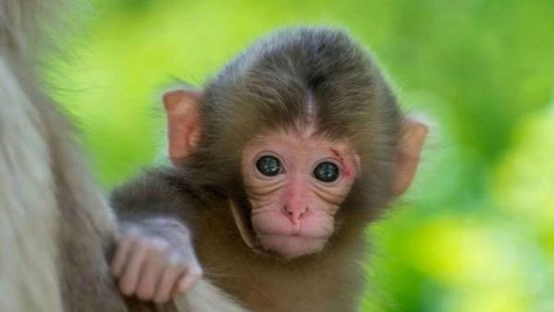 Bảng màu sắc phù hợp với người sinh 1992 tuổi con gì