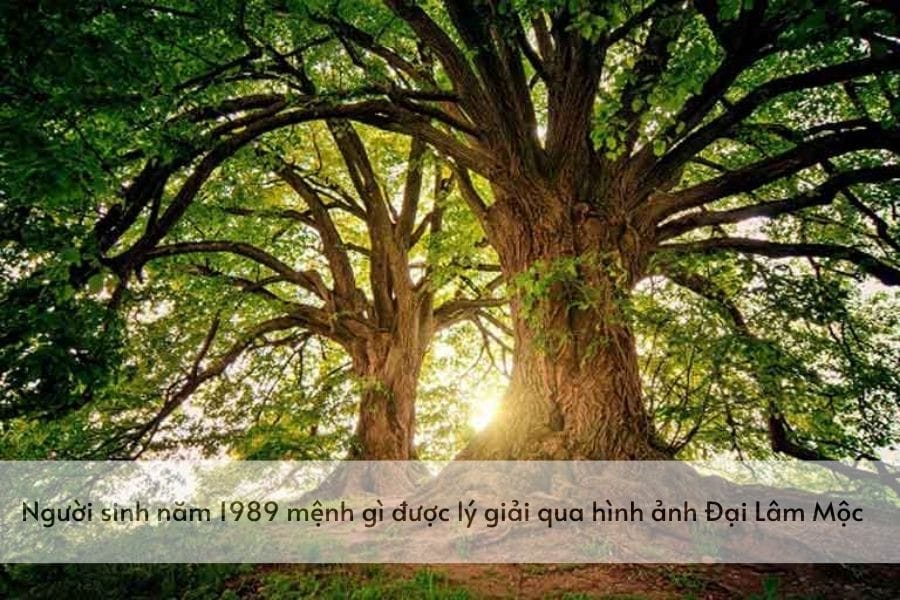 Biểu tượng cây Đại Lâm Mộc đại diện cho người sinh năm 1989 tuổi gì