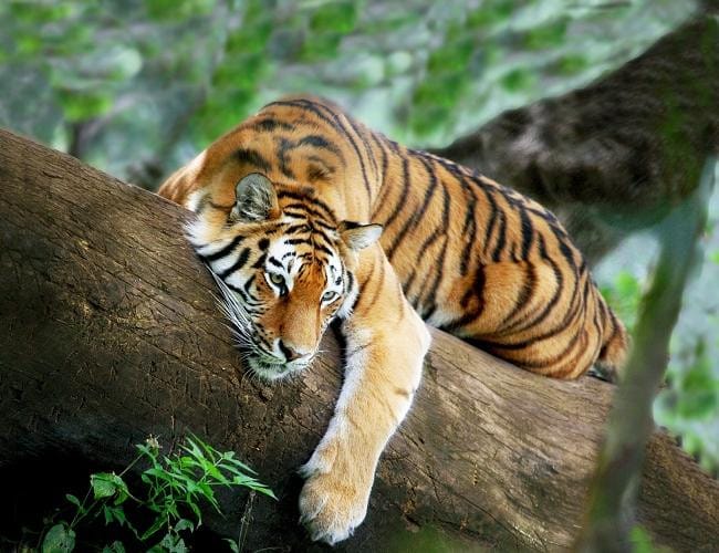Bức tường thành kiên cố vững chãi tượng trưng cho mệnh Thành Đầu Thổ của người sinh năm 1998