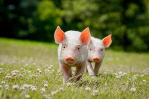 Các con số may mắn mang lại tài lộc cho người tuổi Quý Hợi mạng gì