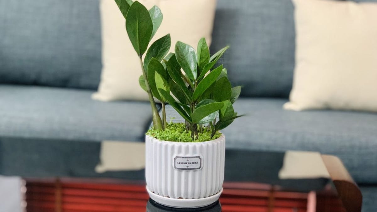 Cây Kim Tiền tượng trưng cho sự thịnh vượng