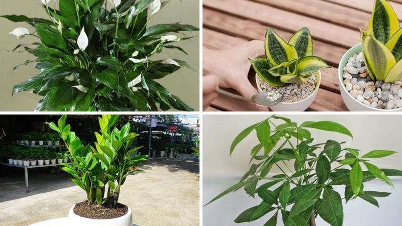 Cây Lan Ý, Kim Ngân, Lưỡi Hổ, Kim Tiền hợp với người tuổi Giáp Tuất