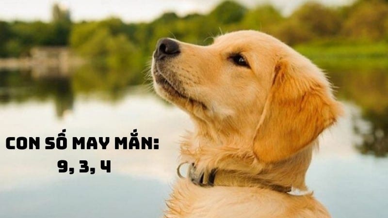 Con số may mắn cho người sinh năm 94 tuổi Giáp Tuất