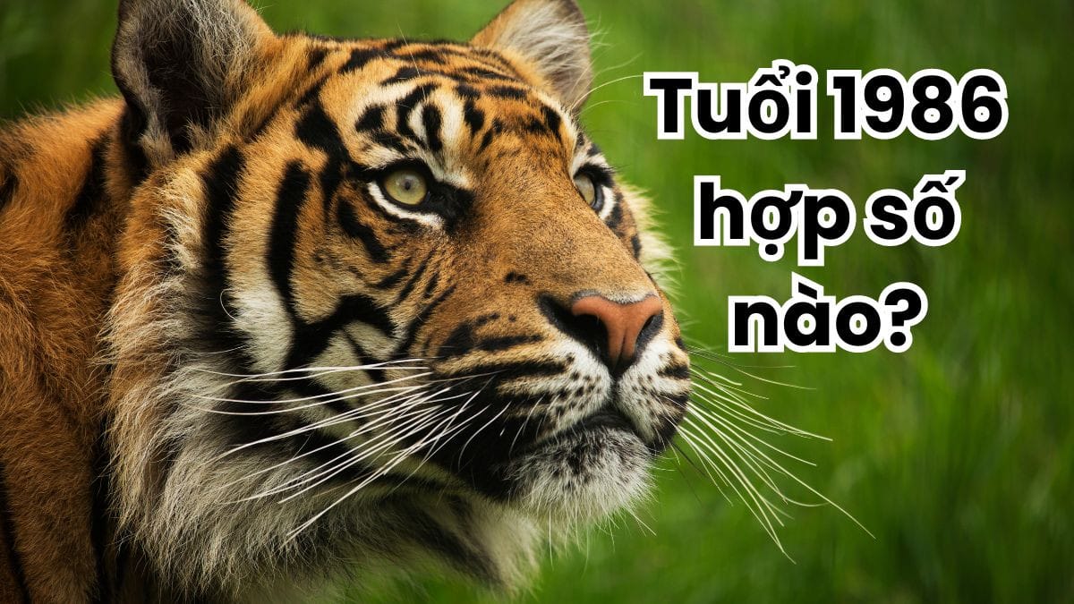 Con số may mắn vận mệnh người sinh năm 1986