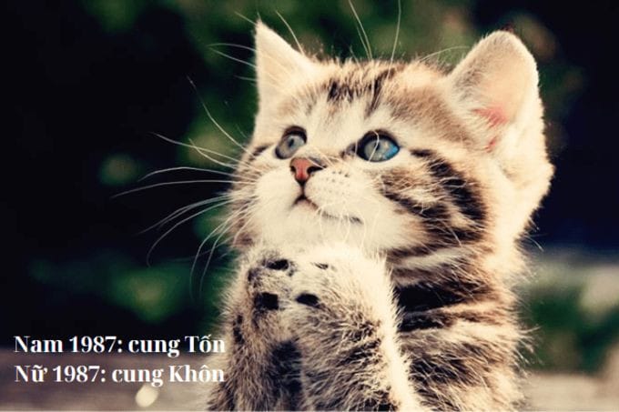 Cung mệnh của Đinh Mão sinh năm 1987