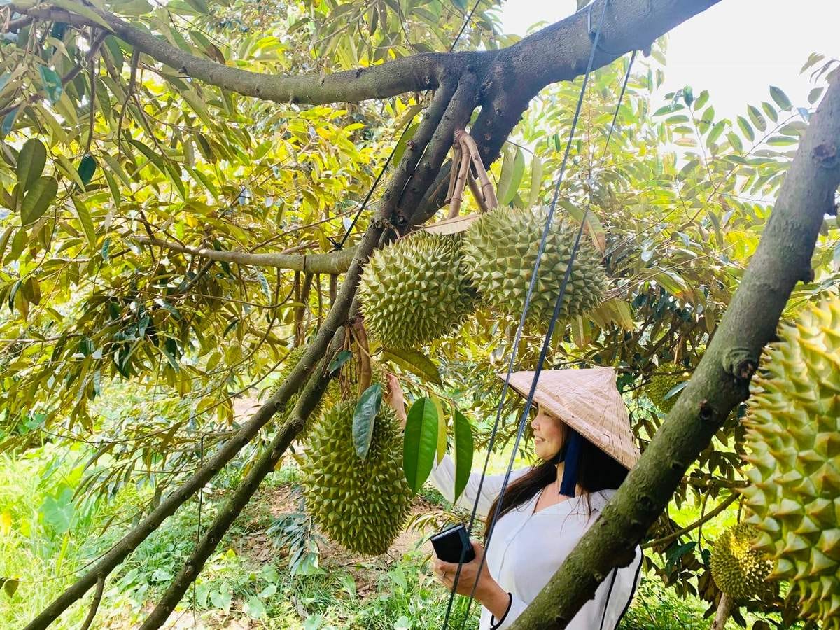 Du khách tham quan vườn trái cây Bình Dương vào mùa xe khách Hà Nội Bình Dương thuận lợi