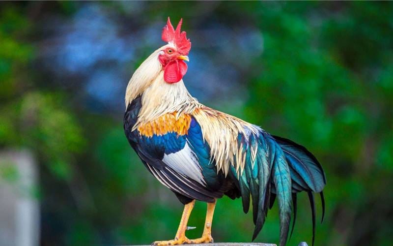 Gợi ý cách chọn trang phục và phụ kiện màu sắc phù hợp cho người tuổi gà
