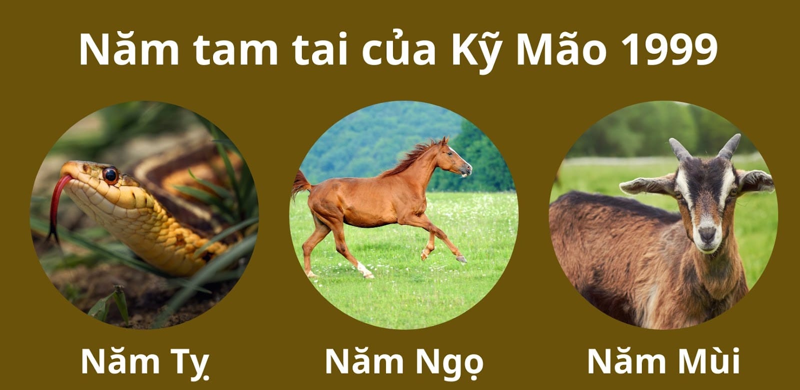 Kỷ Mão 1999 mệnh gì