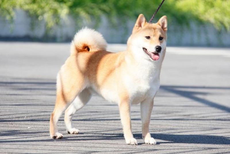 Mệnh Đại Hải Thủy của người sinh năm 1982