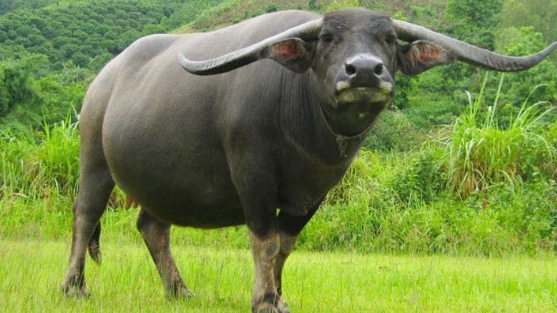 Một cặp đôi trẻ đang hạnh phúc cùng nhau, tượng trưng cho sự hợp tuổi trong hôn nhân của người sinh năm 1997
