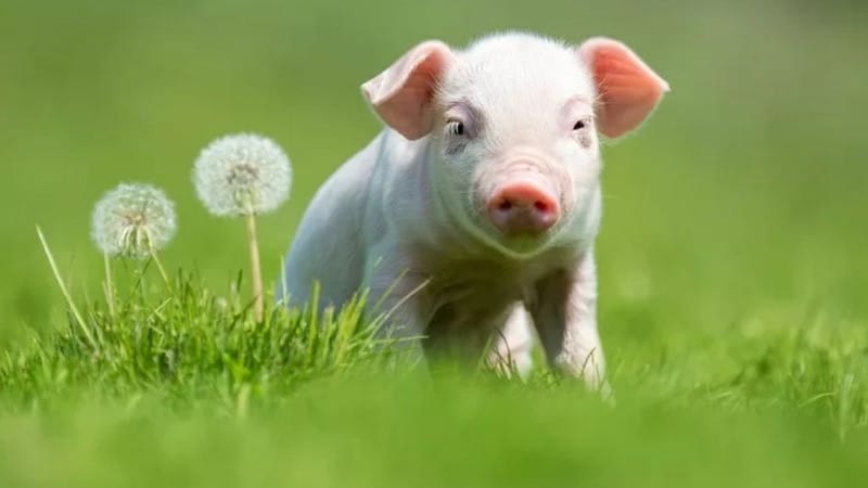 Người sinh 1983 năm nay bao nhiêu tuổi và đặc điểm con giáp Quý Hợi