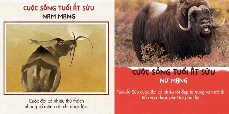 Người tuổi Ất Trâu sinh năm 1985 thuộc mệnh Kim