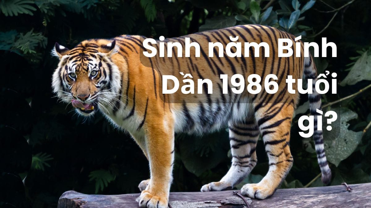 Tuổi Bính Dần của người sinh năm 1986