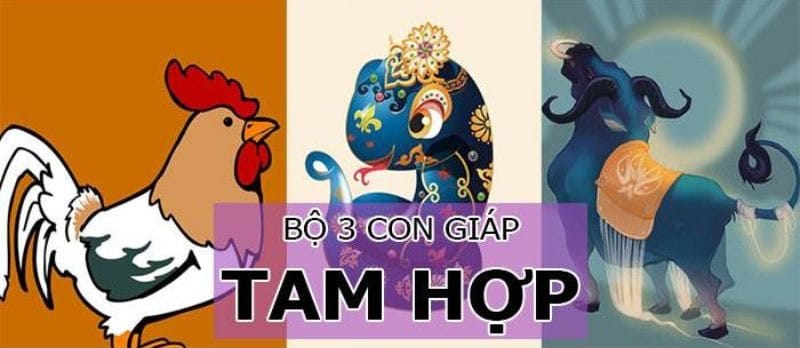 Tuổi Trâu được cho là hợp với tuổi Tỵ và Dậu