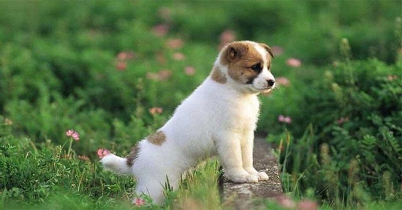 Ưu và nhược điểm tính cách người sinh năm 1982