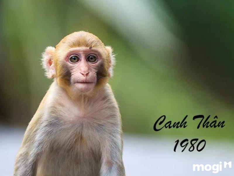 Vận mệnh người Canh Thân 1980