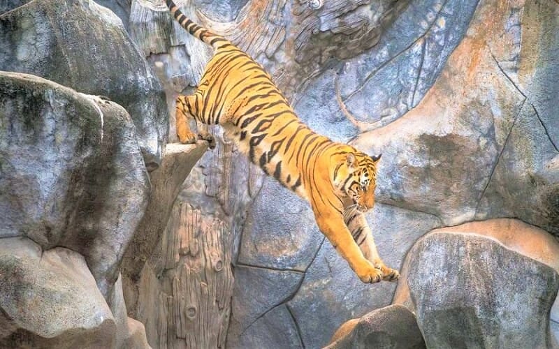 Vật phẩm phong thủy tăng cường may mắn cho Mậu Dần 1998